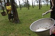 Indonesia: Kim ngạch xuất khẩu cao su giảm mạnh